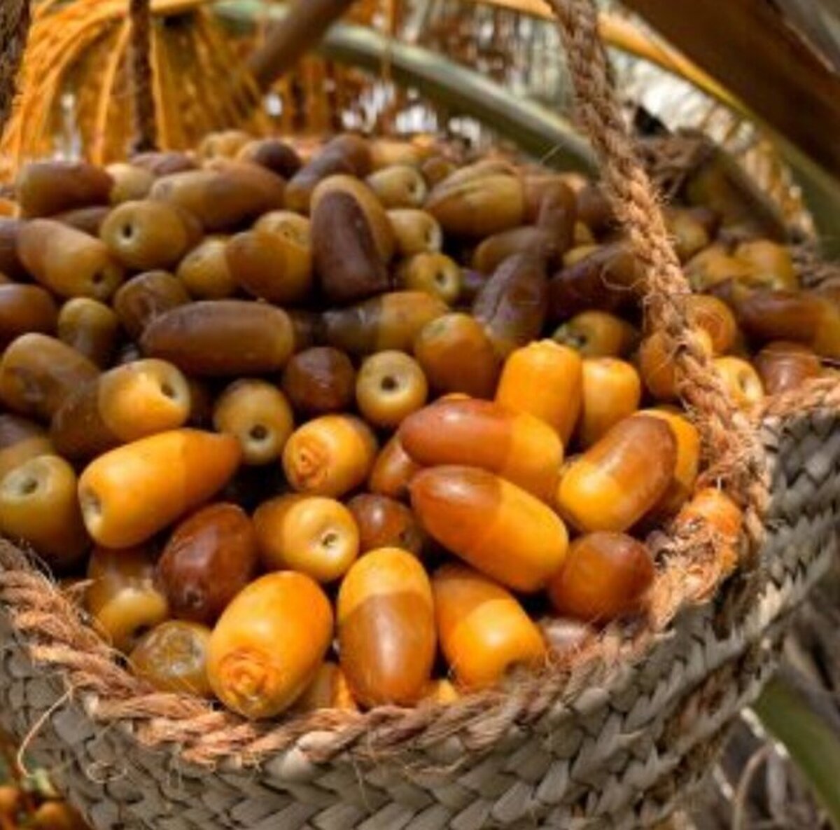 پیش‌بینی تولید ۱۰ هزار تن خرما در خاش