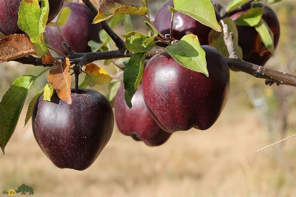 سیب الماس سیاه میوه‌ای خاص با قیمت نجومی ویژه افراد مایه دار!
