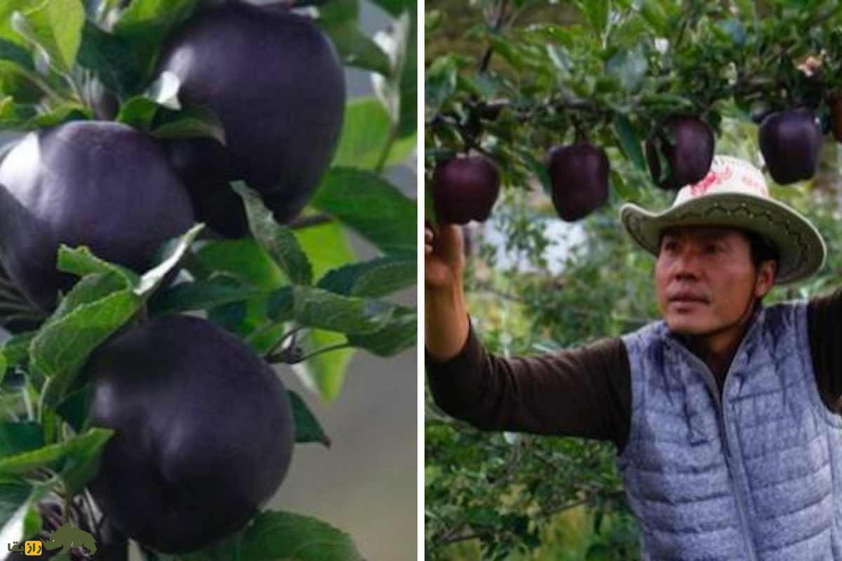 سیب الماس سیاه میوه‌ای خاص با قیمت نجومی ویژه افراد مایه دار!