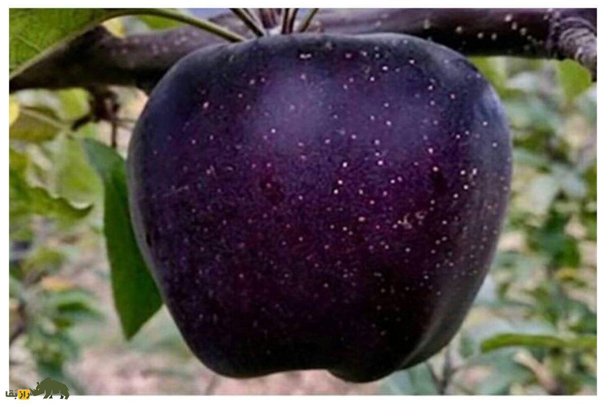 سیب الماس سیاه میوه‌ای خاص با قیمت نجومی ویژه افراد مایه دار!