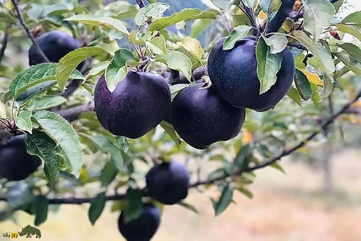 سیب الماس سیاه میوه‌ای خاص با قیمت نجومی ویژه افراد مایه دار!