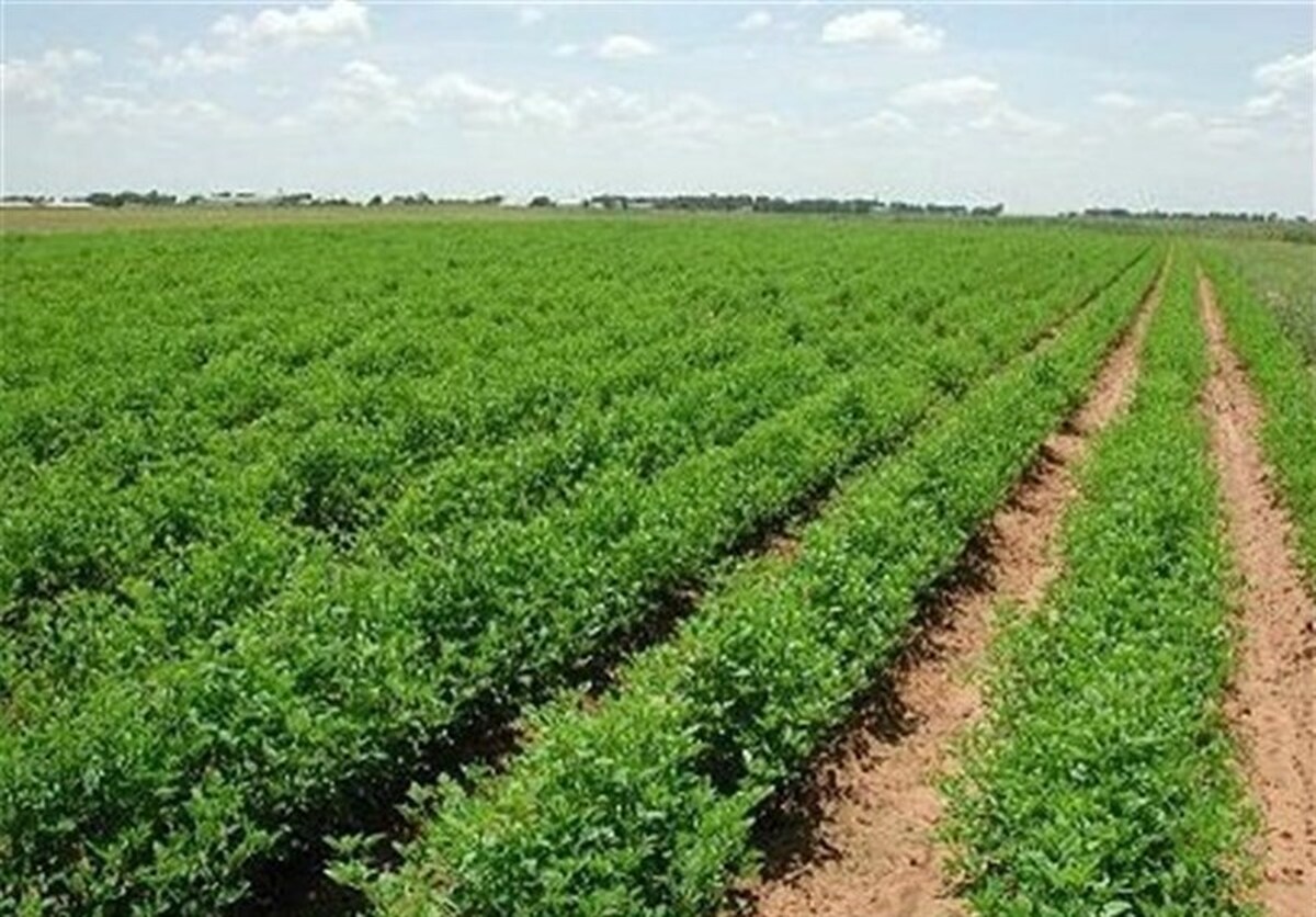 مدیر اداره تعاون روستایی نطنز برای کمبود کود و سم پاسخ داد