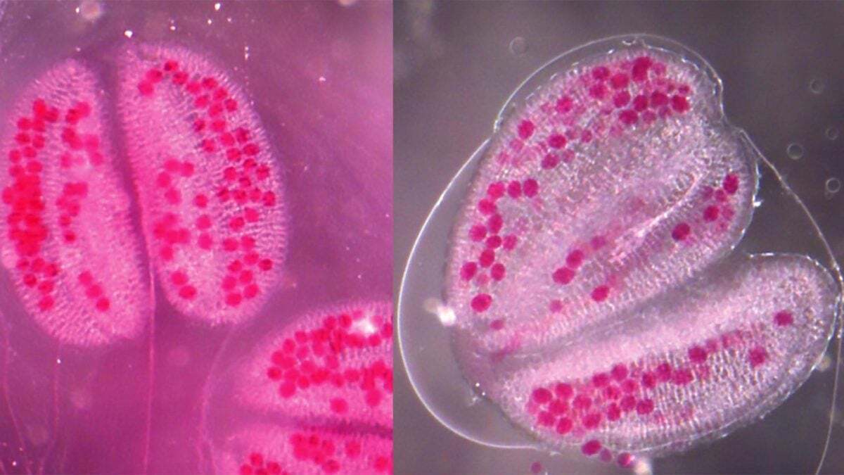 نقش سودوریدین در RNA‌های کوچک در وراثت اپی‌ژنتیکی!