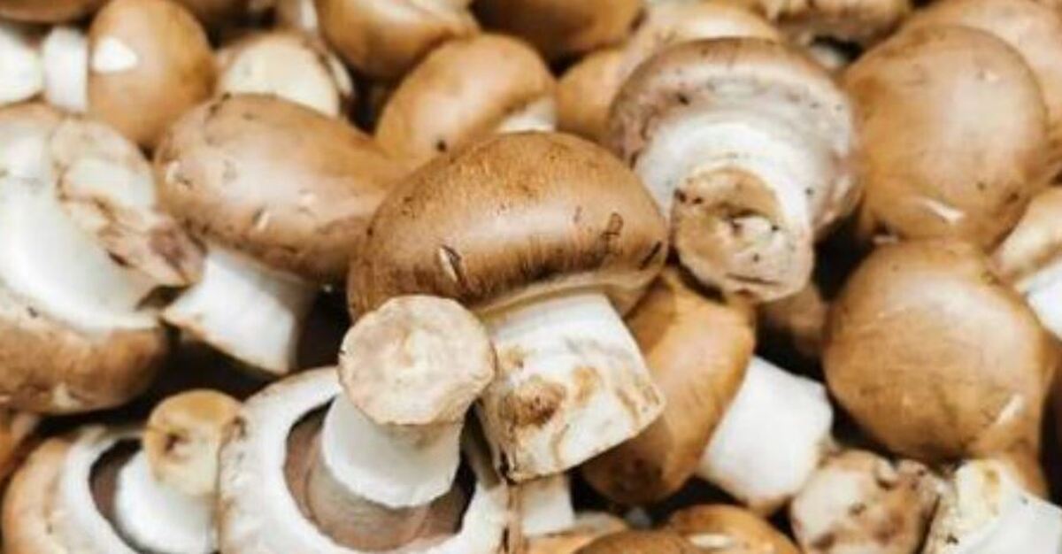 تاثیر باور نکردنی قارچ در جلوگیری از ابتلا به آنفلوآنزا