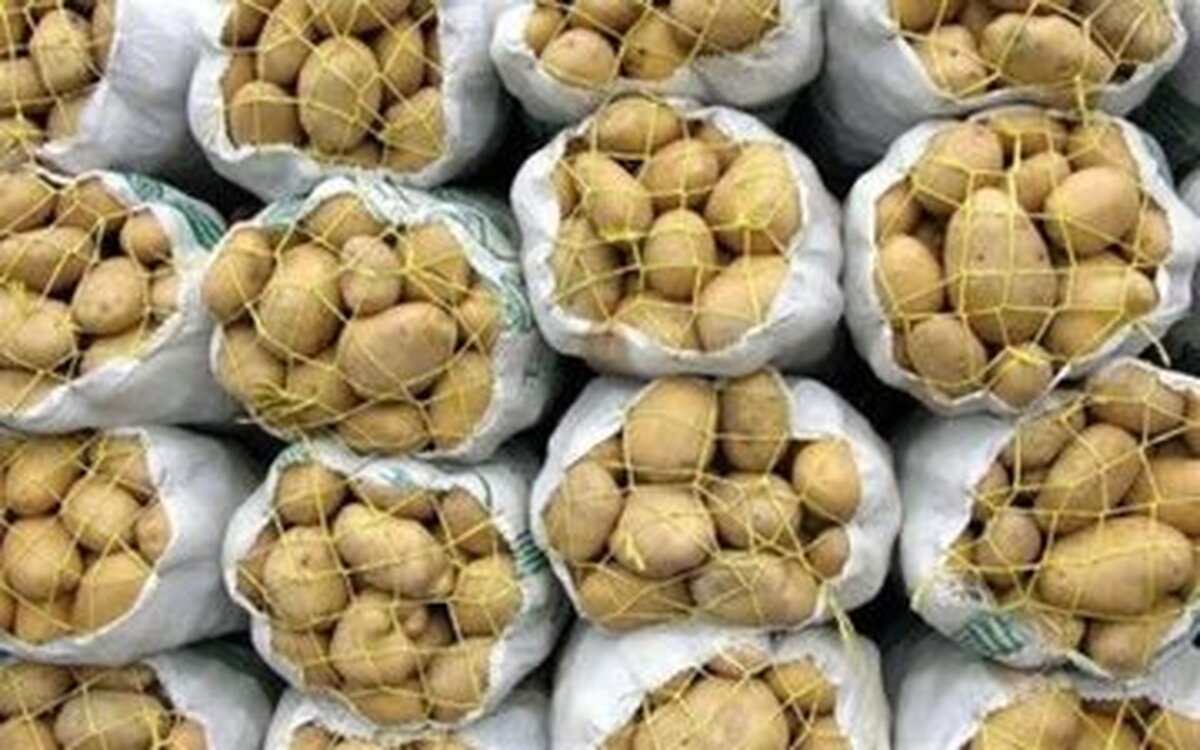 افزایش دوباره قیمت سیب زمینی در بازار در پی کاهش عرضه این محصول