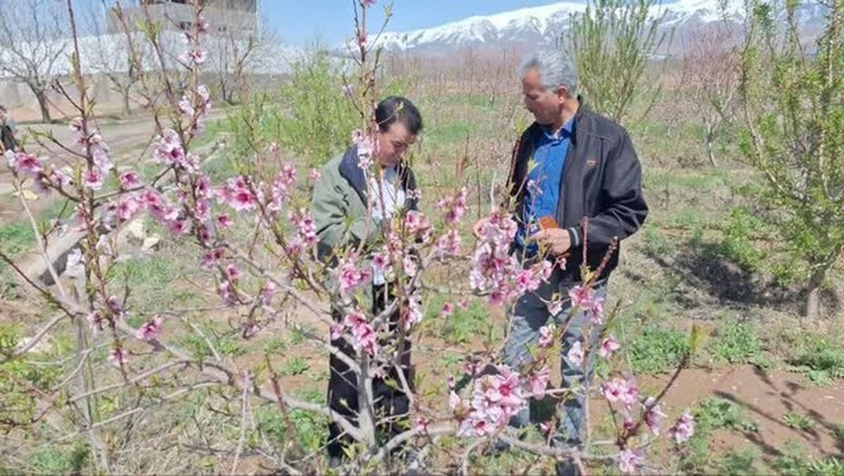 بیش از ۲۲۷ میلیارد تومان خسارت ناشی از سرمازدگی در باغات نیشابور
