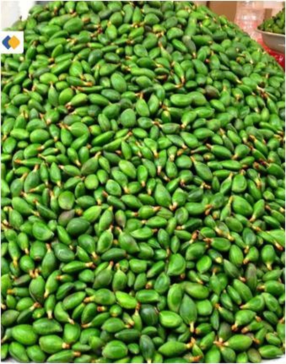 قیمن نجومی چغاله بادام در بازار میوه سر و صدا به پا کرد