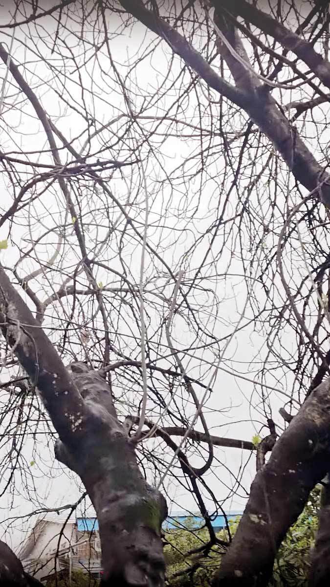 قصه درخت انجیر| یک لُژنشینی زیبای انسان و پرنده!