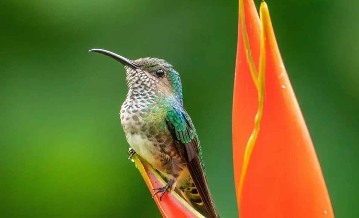 الگوی جالب جوجه مرغ مگس‌خوار برای بقا و فرار از شکارچیان