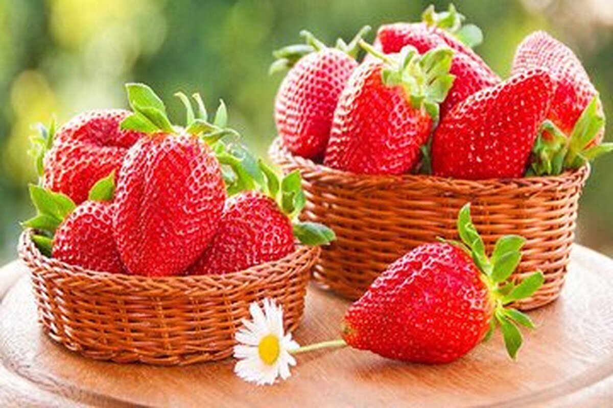 پیش بینی تولید ۲۰ هزار تن توت فرنگی برای امسال