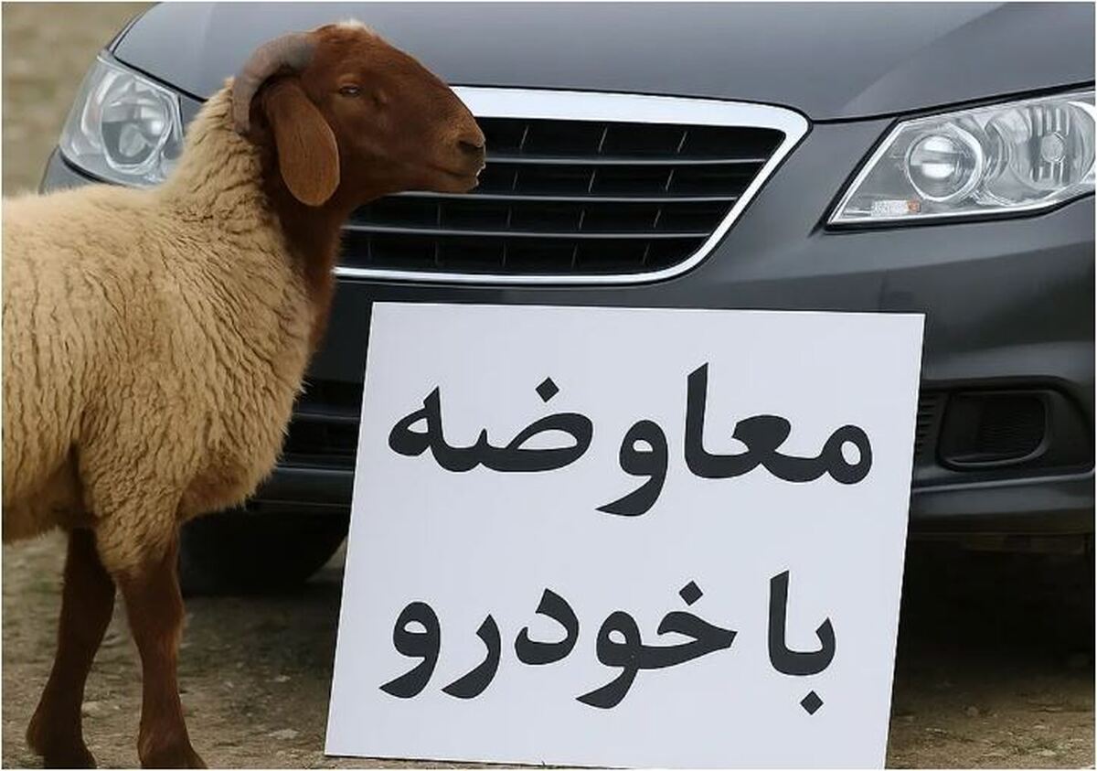 گوسفند و خودرو هم باهم رقیب شدند!