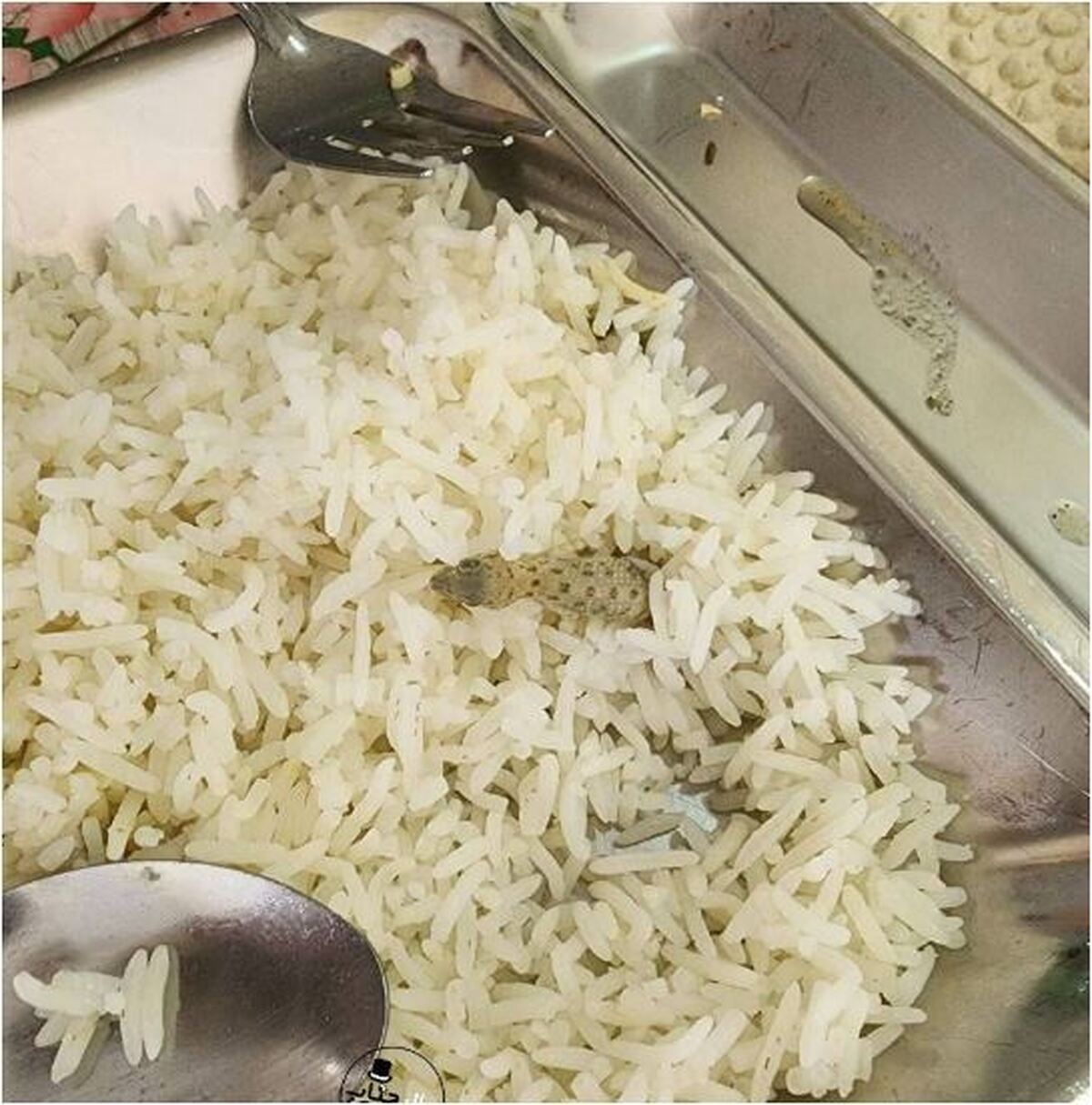 فاجعه غذای دانشگاه کاشان بعد از پیدا شدن مارمولک!
