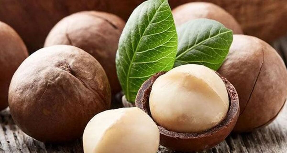 طبع و خواص باورنکردنی ماکادمیا مغذی‌ترین آجیل / ارزش غذایی