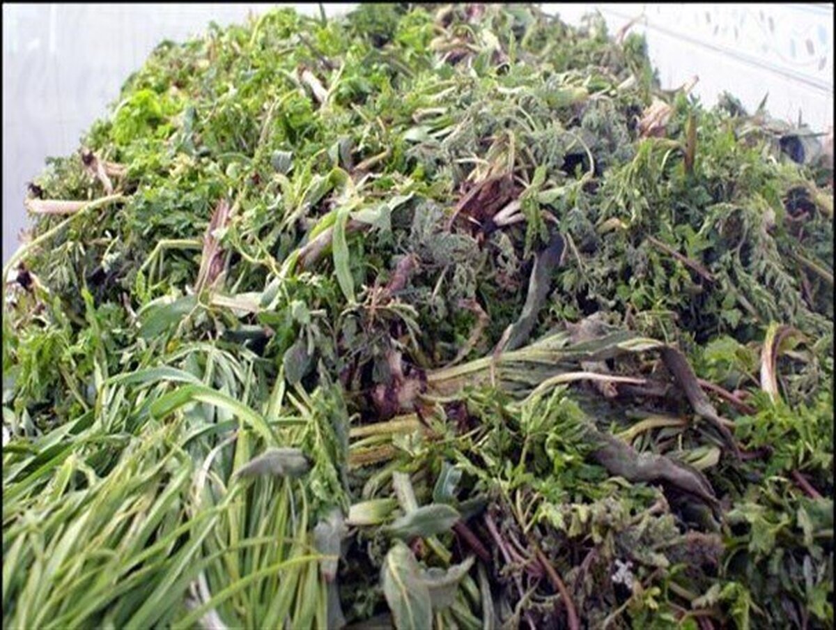 آگاهانه و با رعایت نکات بهداشتی گیاهان بهاری را مصرف کنید!