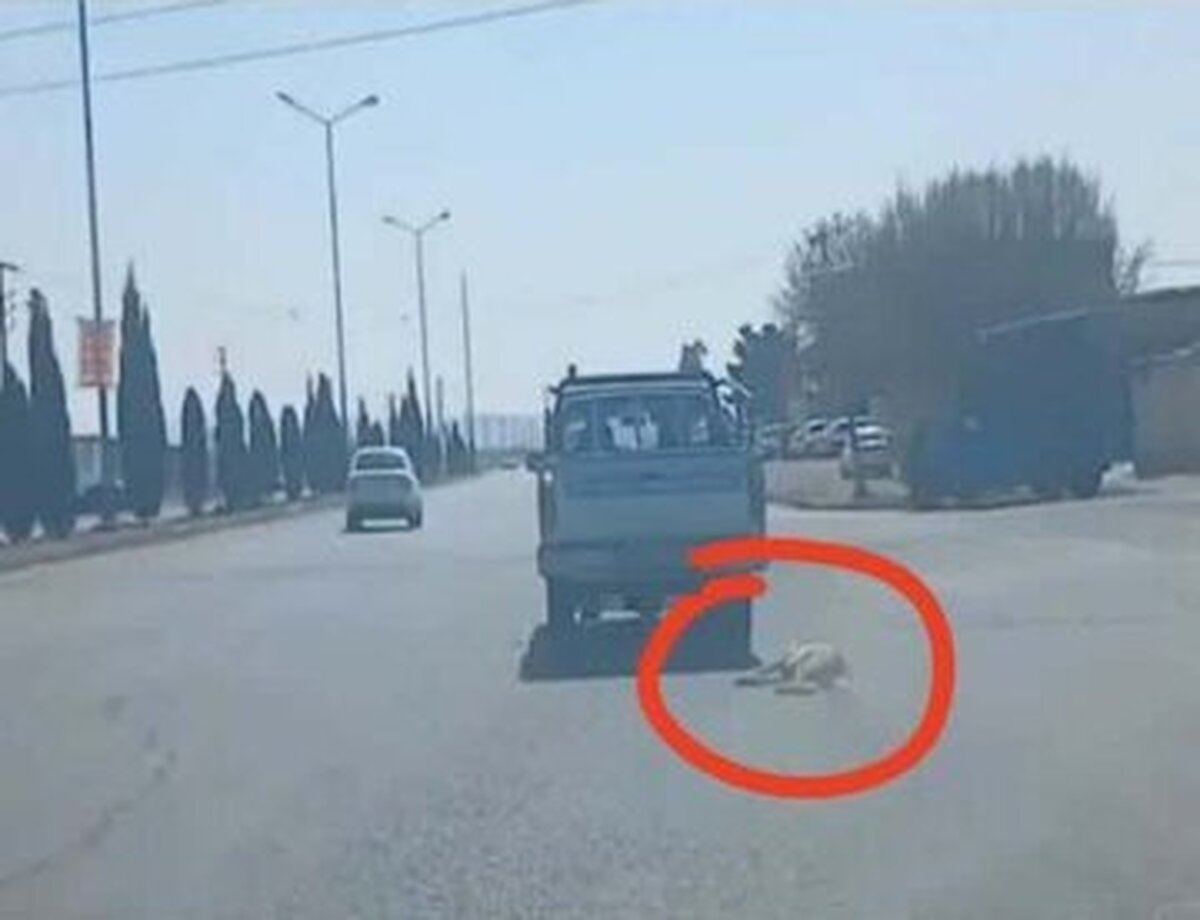 رسیدگی به پرونده عامل حیوان آزاری در سمنان