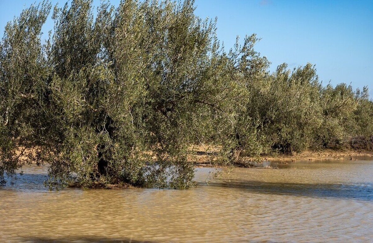 مقام تونسی: وضعیت آب دشوار و بحرانی است