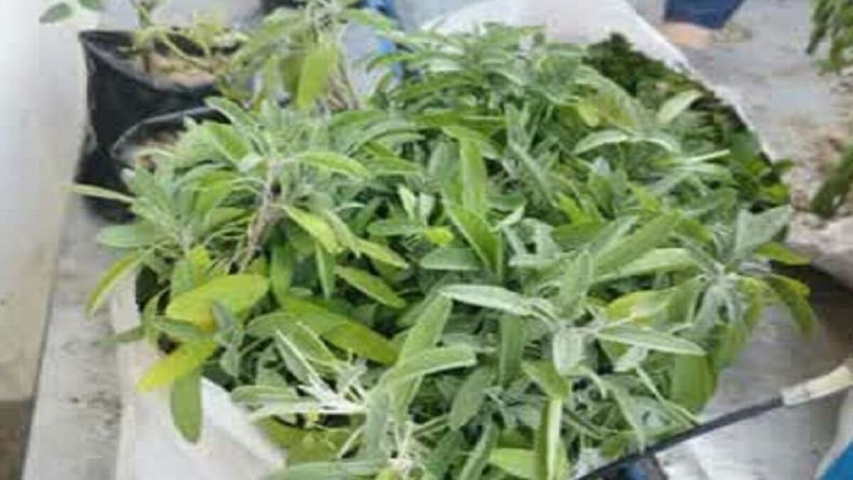 توسعه کشت گیاهان دارویی در سوادکوه