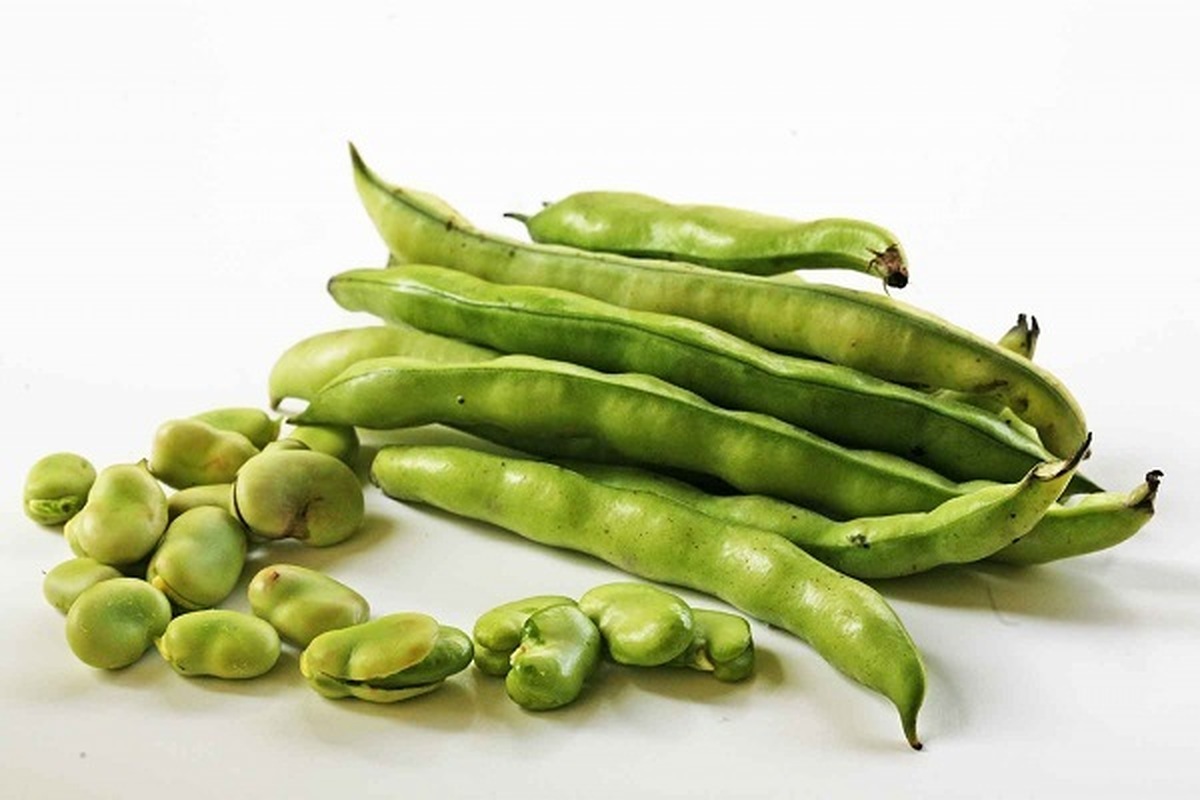 بیماری خونی که از طریق مصرف باقالا به وجود می‌آید!