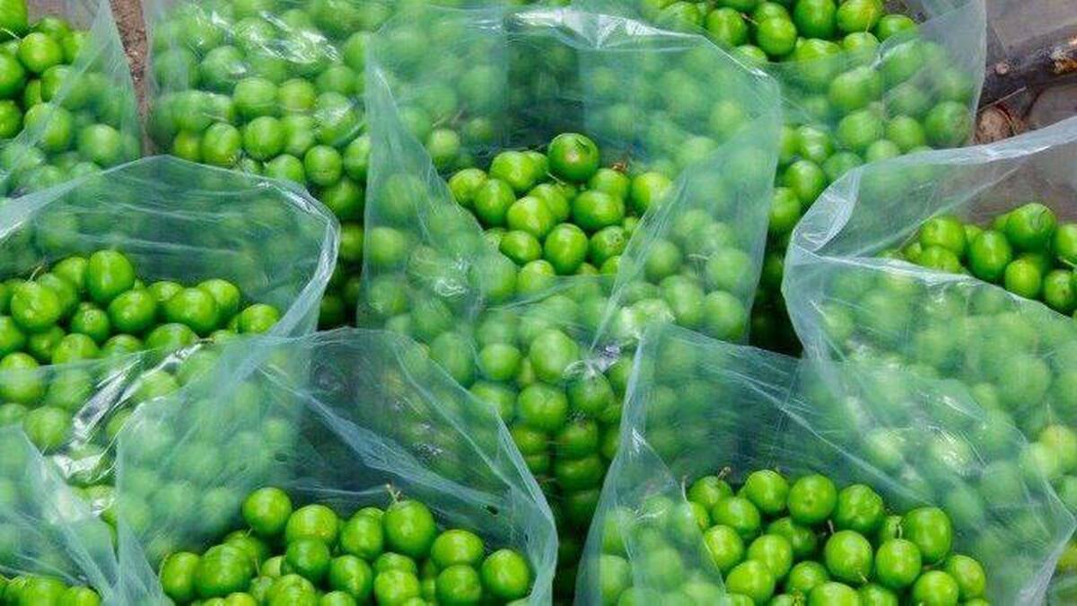 ۳ میلیون تومان برای یک کیلوگرم گوجه سبز!
