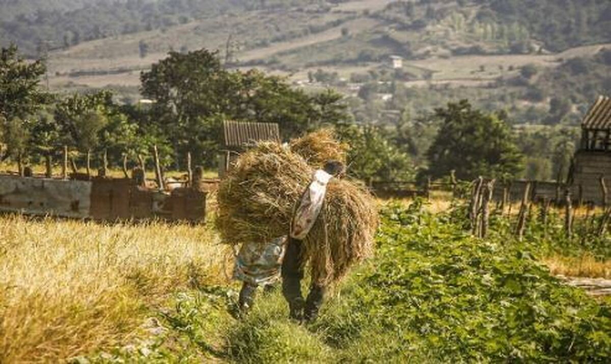 قیمت ۲۰ هزار و ۵۰۰ تومانی خرید تضمینی گندم جوابگو نیست