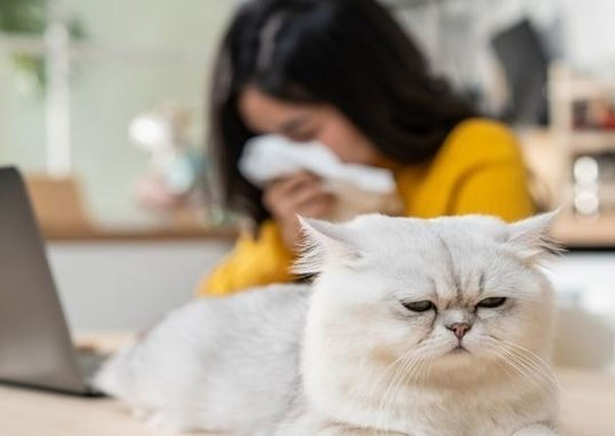علائم حساسیت و آلرژی به گربه در بزرگسالان و کودکان / روش‌های رفع این مشکل