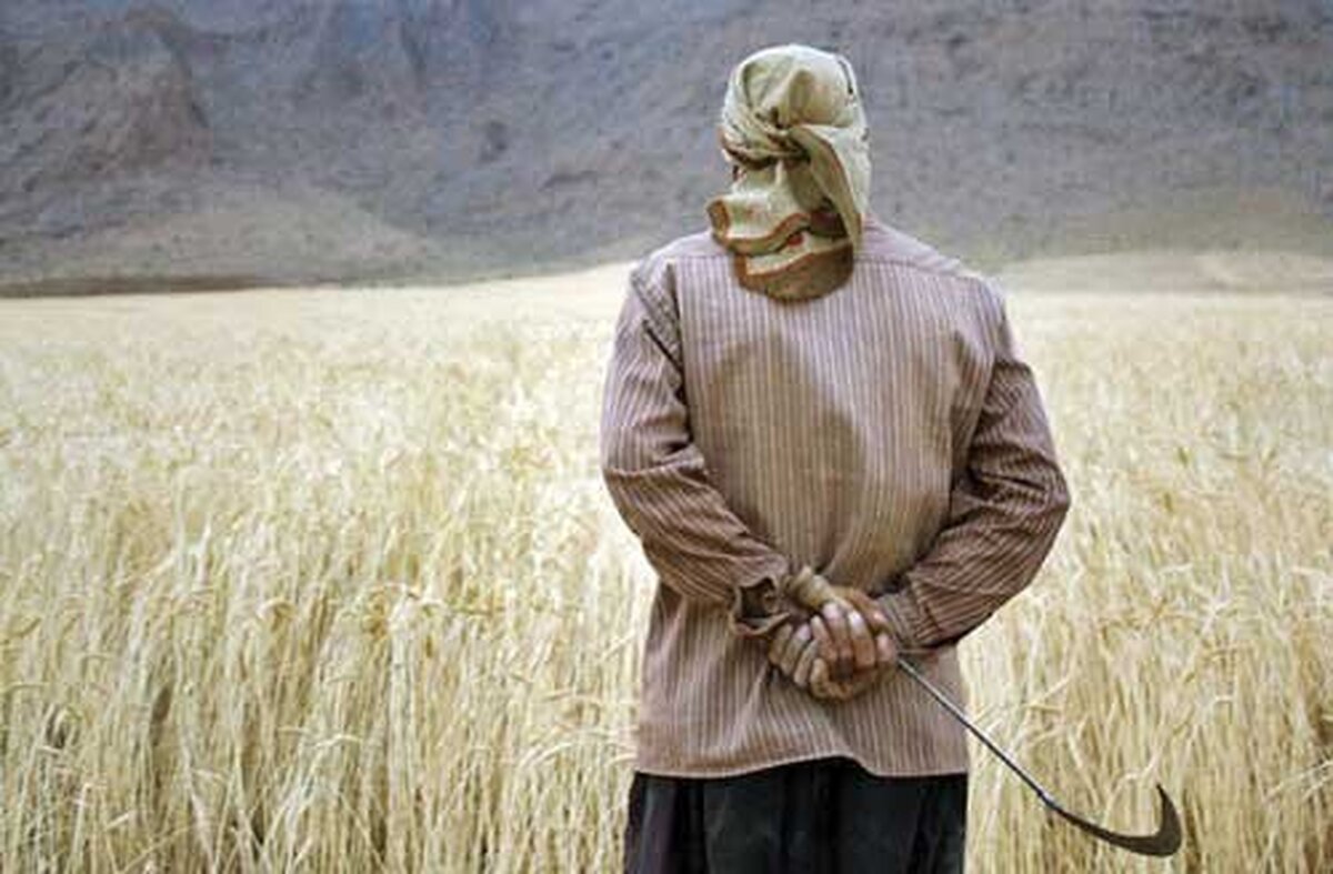 خسارت ۲۵ تا ۱۰۰درصدی کم‌بارشی به گندم‌زار‌های مناطق گرمسیری کهگیلویه و بویراحمد