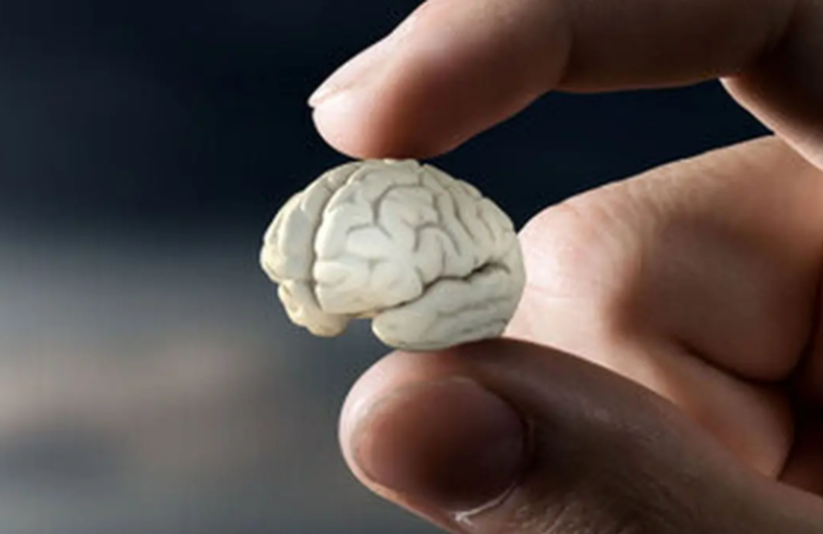 بی‌تحرکی چگونه مغز را درگیر میکند؟