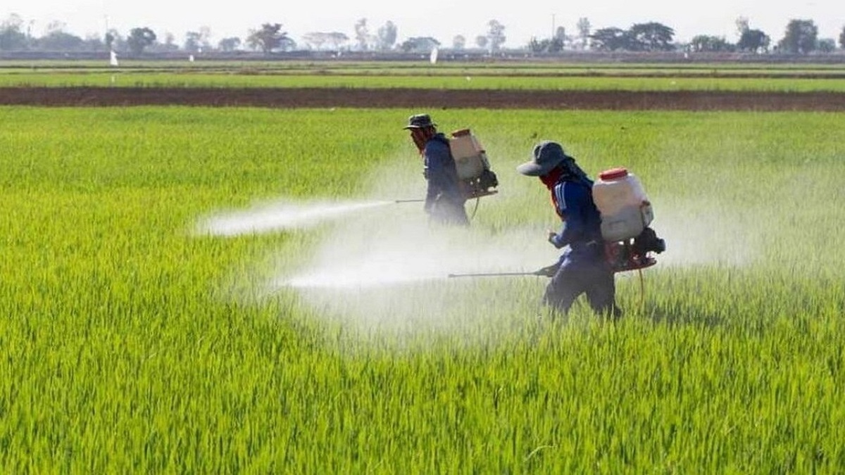 مبارزه با آفت سن در ۳۸ هزار هکتار از مزارع غلات آذربایجان غربی