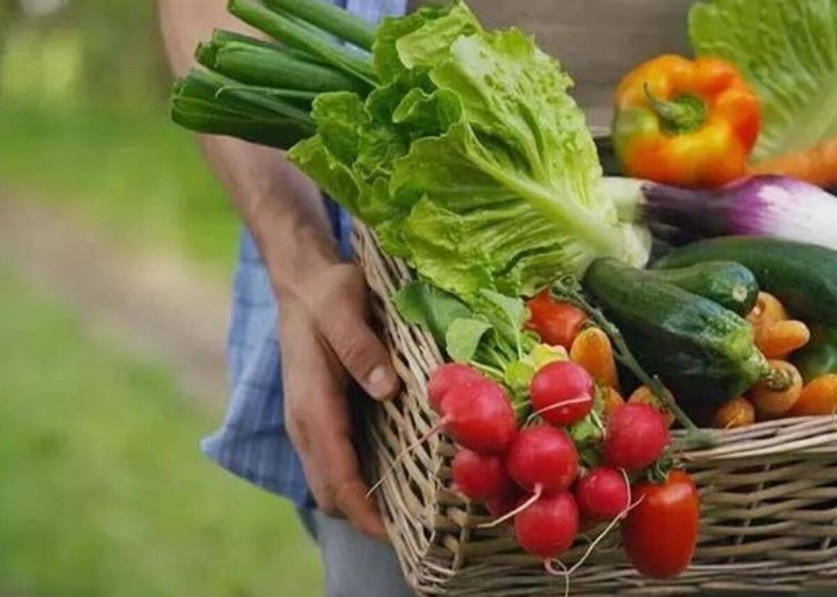 تراریخته‌ها به کمک امنیت غذای جهانی آمدند