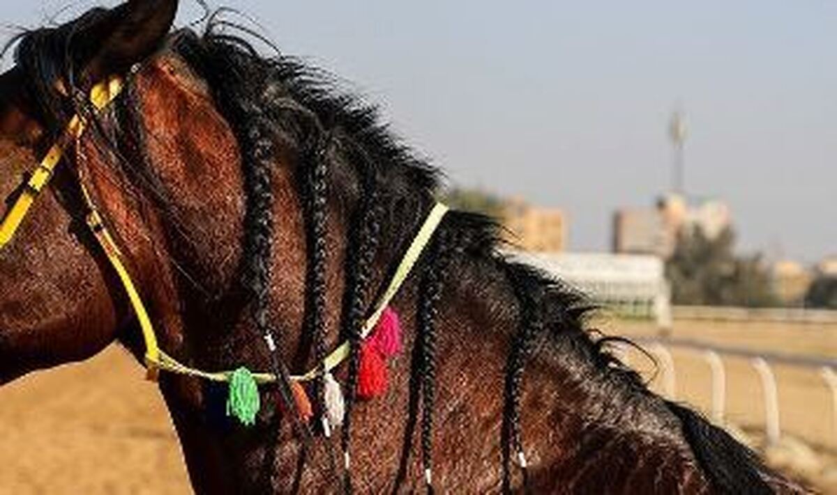 راه‌اندازی اورژانس اسب برای نخستین‌بار در ایران