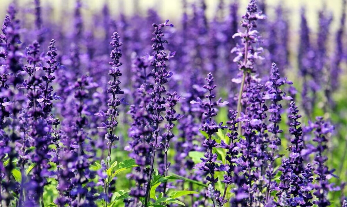 بررسی طبع اسطوخودوس و موارد کاربرد آن
