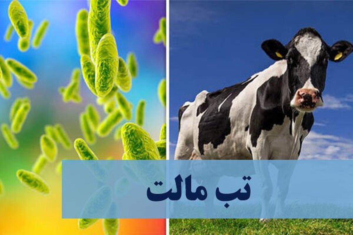 رئیس اداره دامپزشکی نرماشیر درباره بیماری تب مالت هشدار داد