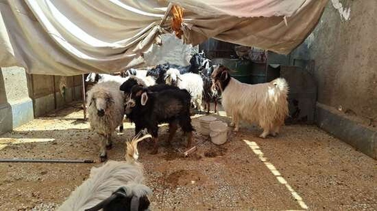 نگهداری گوسفند عامل انتشار بوی نامطبوع در یکی از محلات زاهدان