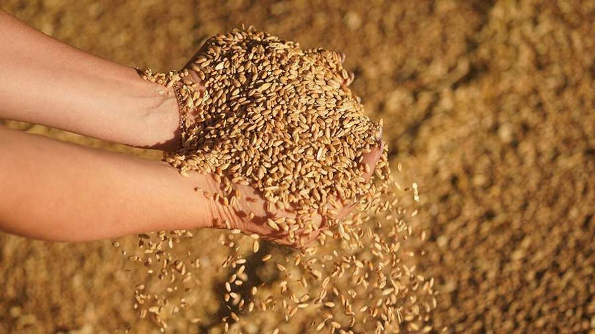 روسیه ۲۷۰ تن گندم به عنوان کمک غذایی به تاجیکستان انتقال داده است