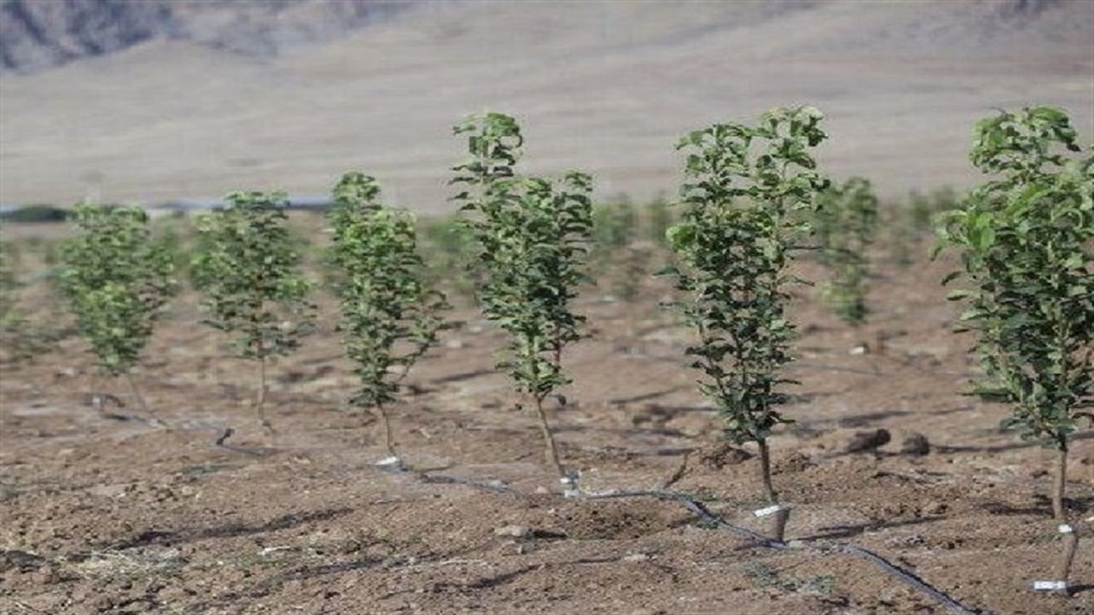 توسعه زراعت چوب تا ۱۲۰۰۰ هکتار در اردبیل