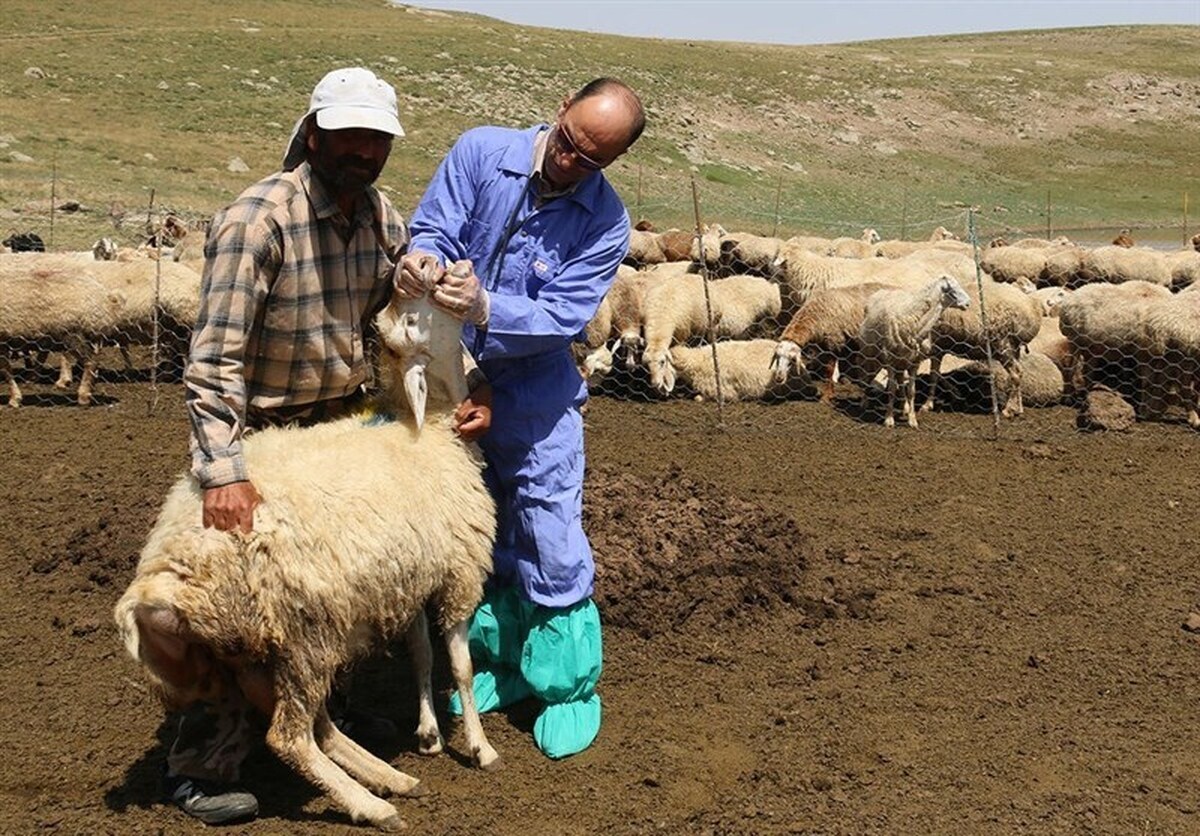 آغاز واکسیناسیون دام‌های سبک علیه بیماری طاعون در مازندران