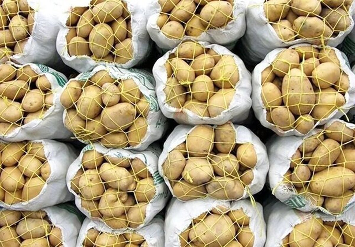 سیب زمینی کاران گلستان نگران فروش محصول خود نباشند