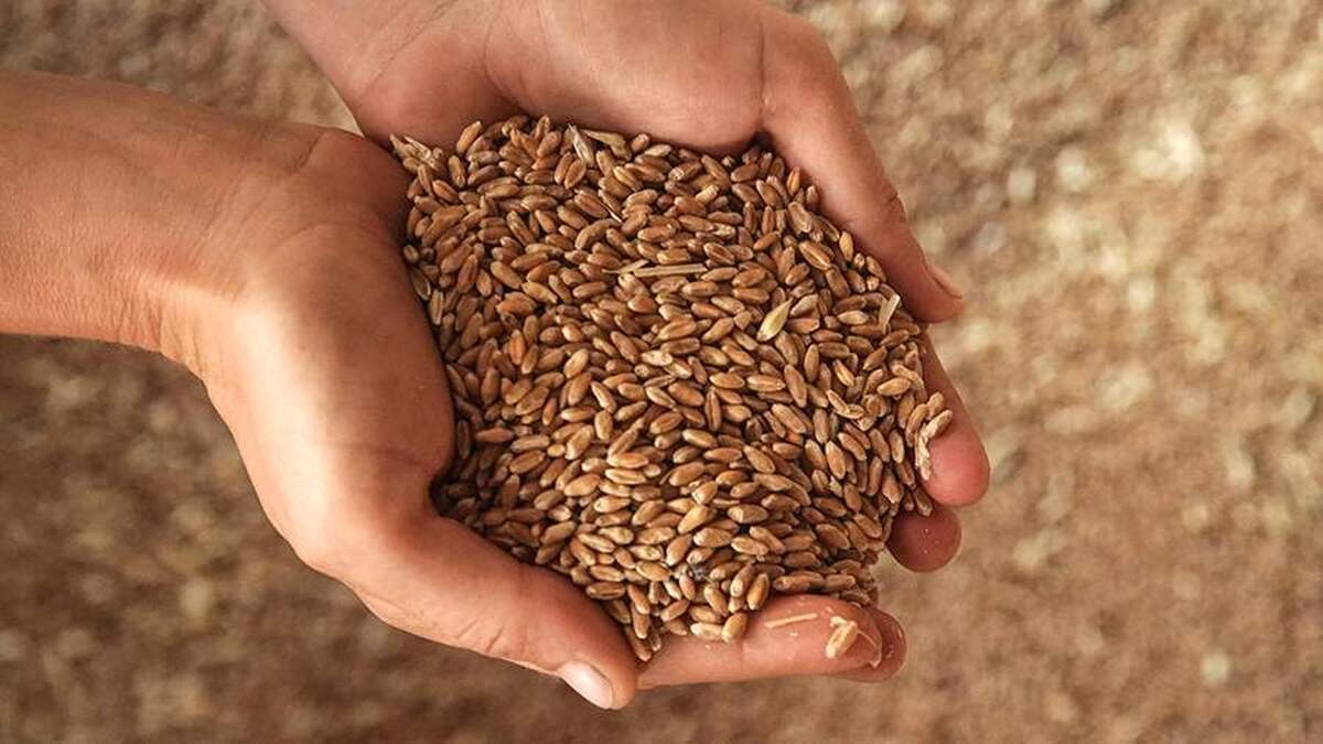 رویترز گزارش داد که ترکیه محدودیت‌های صادرات گندم را لغو می‌کند
