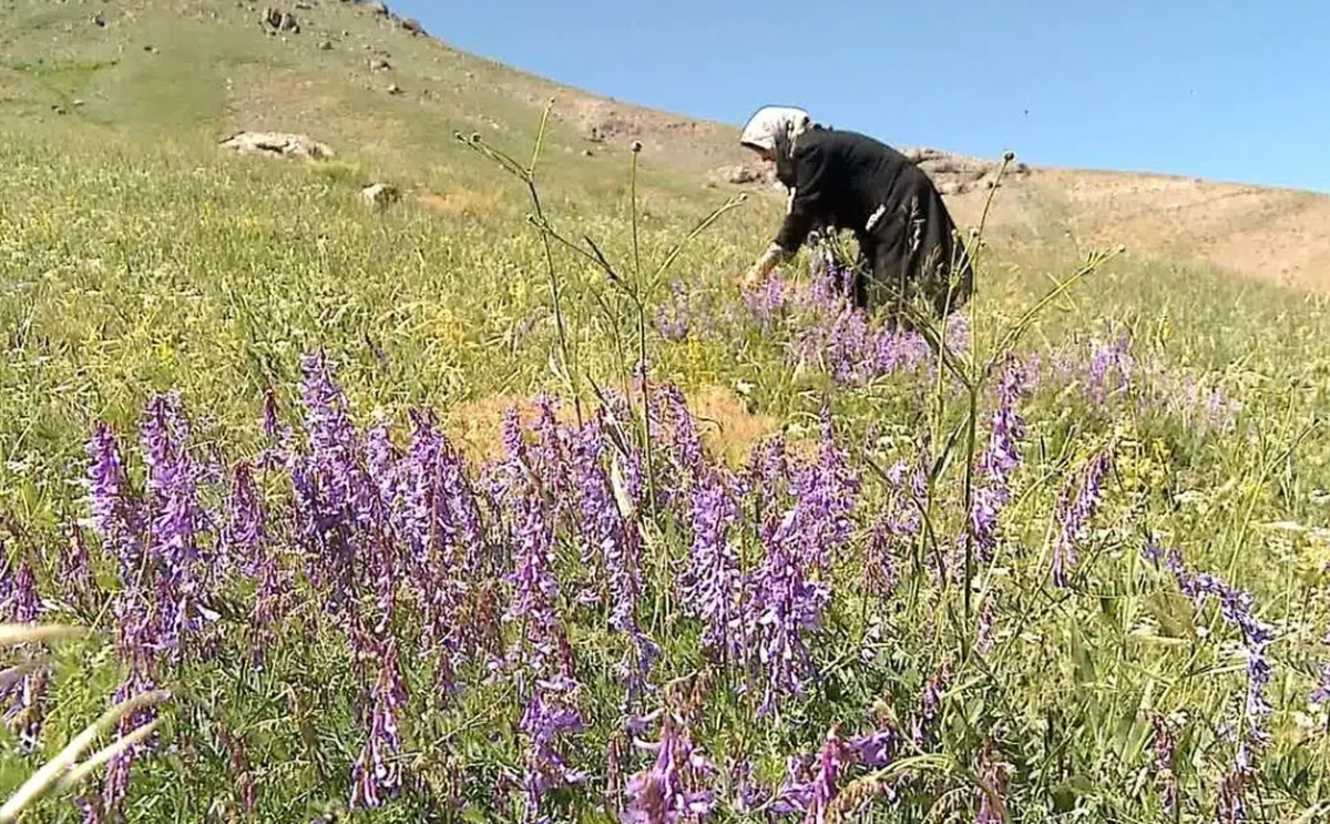 شَقاقُل، حسرت‎سورنجان و ... عواقب جبران ناپذیر به جای درمان
