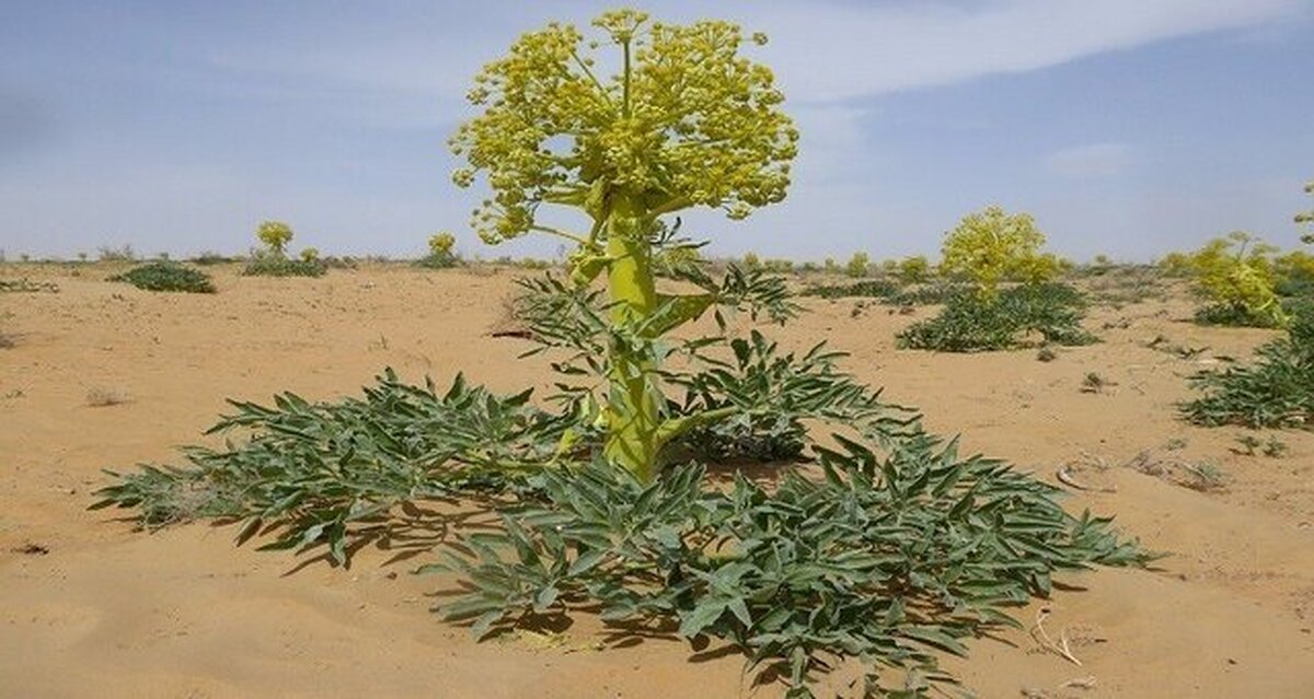 آنغوزه؛ راز‌های درمانی یک گیاه دارویی