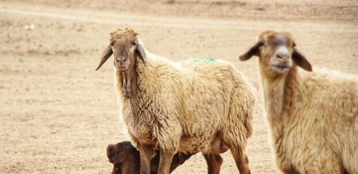 کاهش ۱۹ درصدی پرواربندی دام سبک در سال گذشته