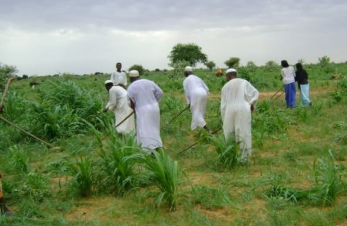 سودان به دلیل جنگ میلیارد‌ها دلار خسارت کشاورزی متحمل شده است