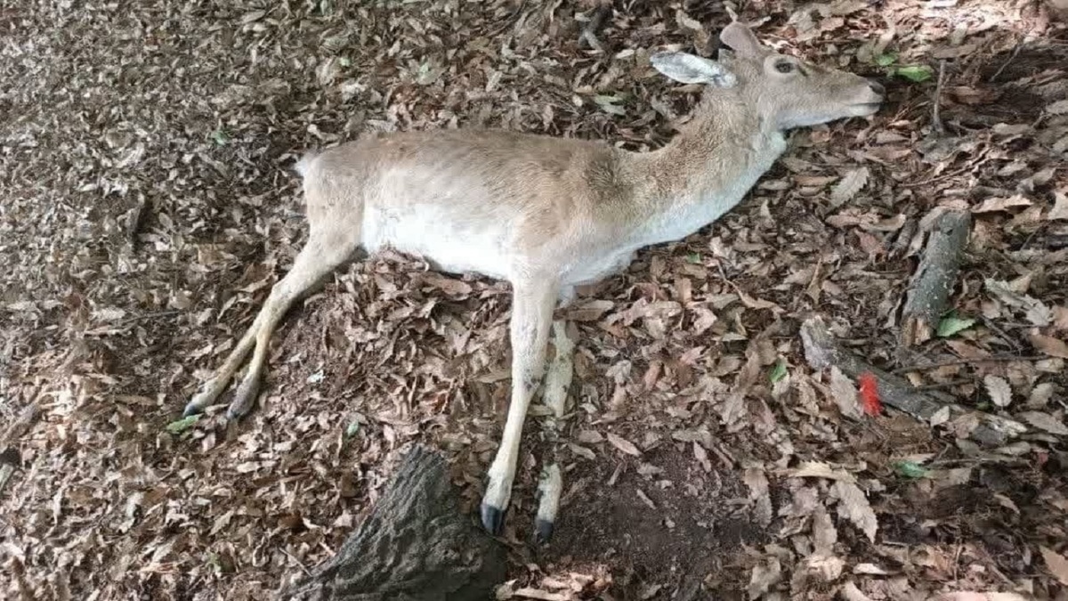 تلف شدن یک رأس گوزن زرد در پناهگاه حیات‌وحش دشت‌ناز