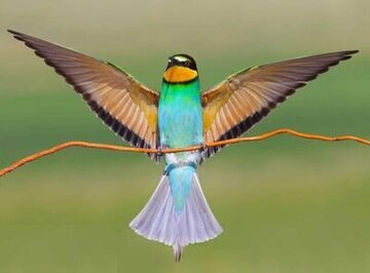 دستگیری به دستور مقام قضایی برای دو نفر که اقدام به تلف نمودن تعدادی پرنده زنبورخوار نموده بودند