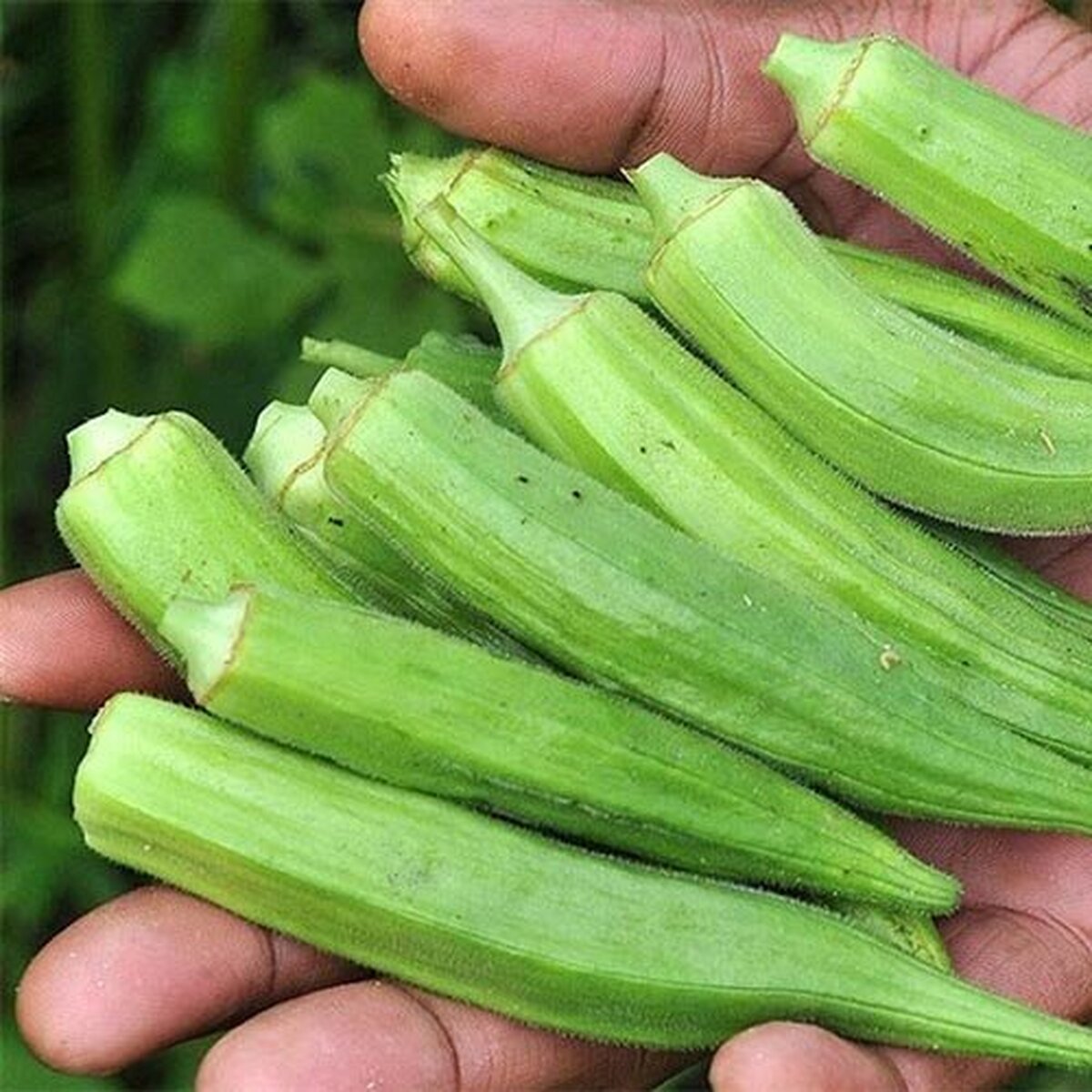 کشت بامیه به روش آبیاری قطره‌ای برای اولین‌بار در ماهشهر