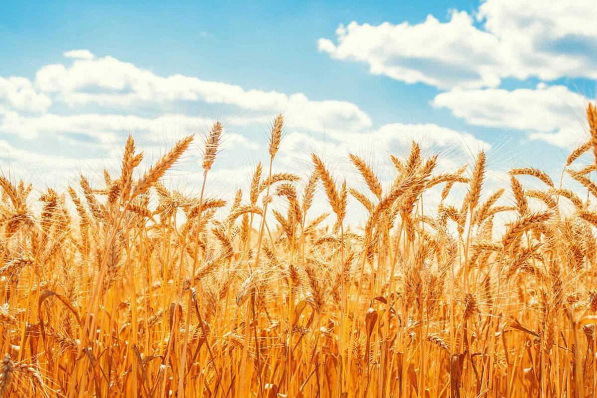 پیش بینی‌ها برای مقدار خرید تضمینی گندم امسال