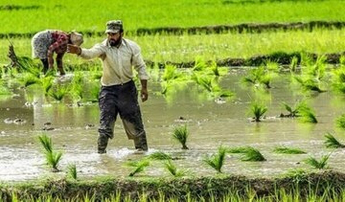 ممنوعیت کاشت محصولات پر آب بر در استان ایلام