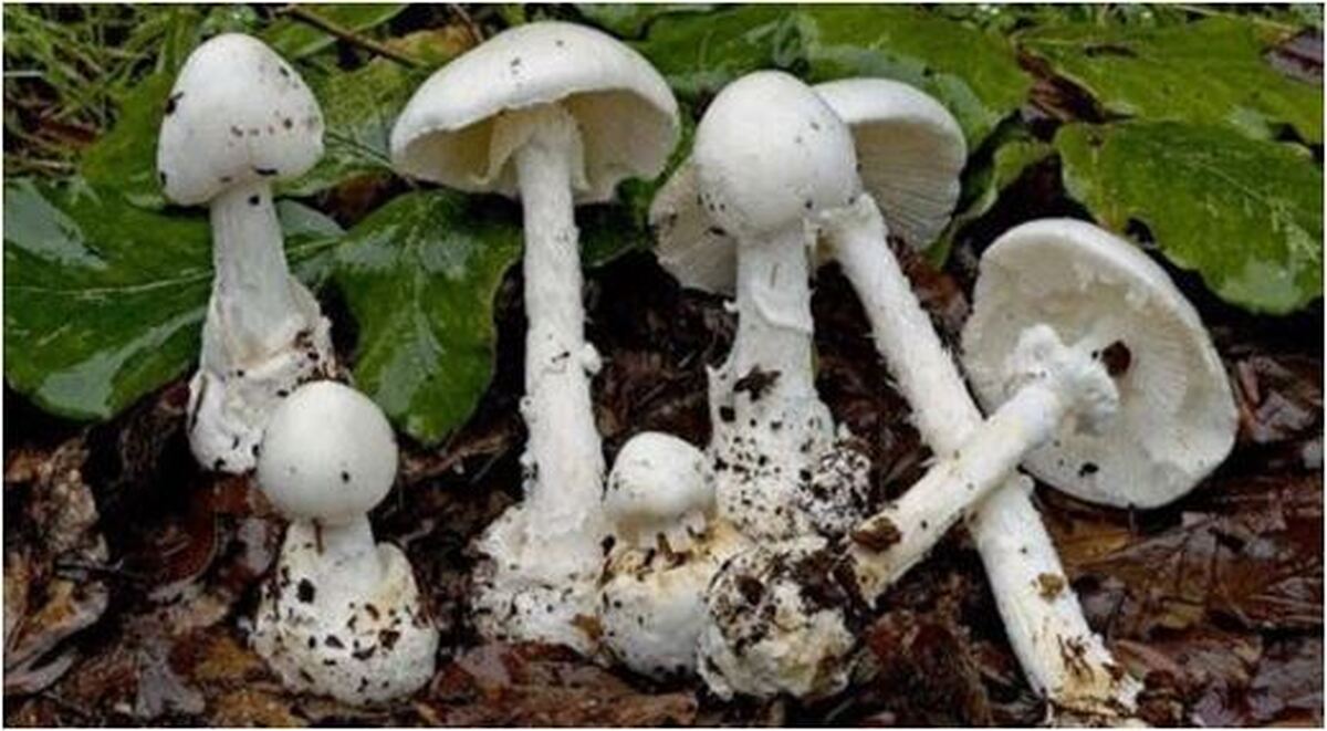 مصرف قارچ سمی در این استان ۱۸ نفر را بیمارستانی کرد