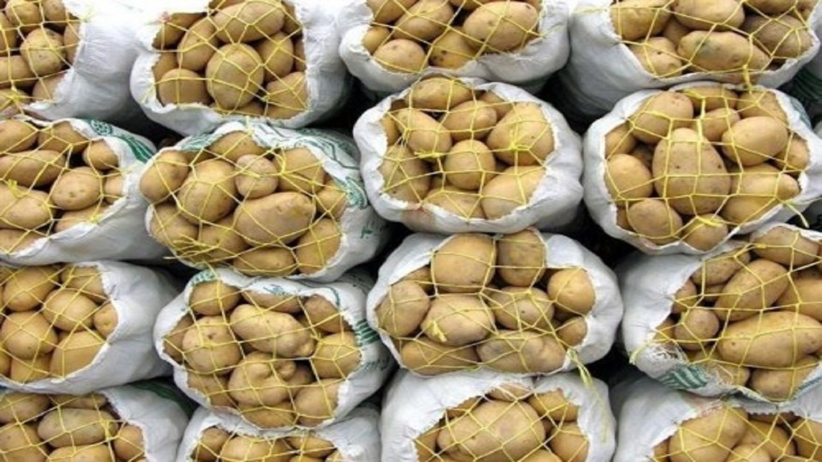 قیمت سیب زمینی از نیمه فروردین کاهشی می‌شود