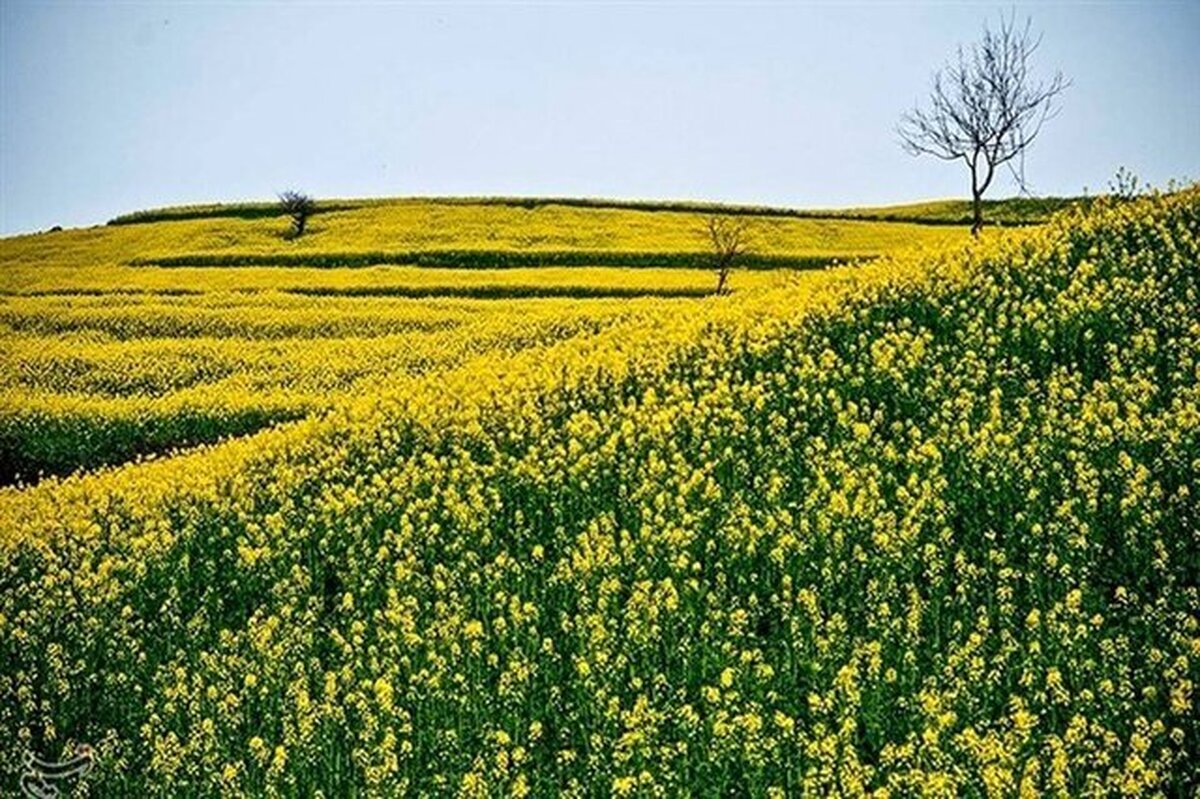 احتمال سرمازدگی باغات در چهارمحال و بختیاری برای روز‌های آتی